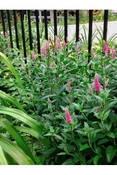 Вероніка колосиста рожева на клумбі